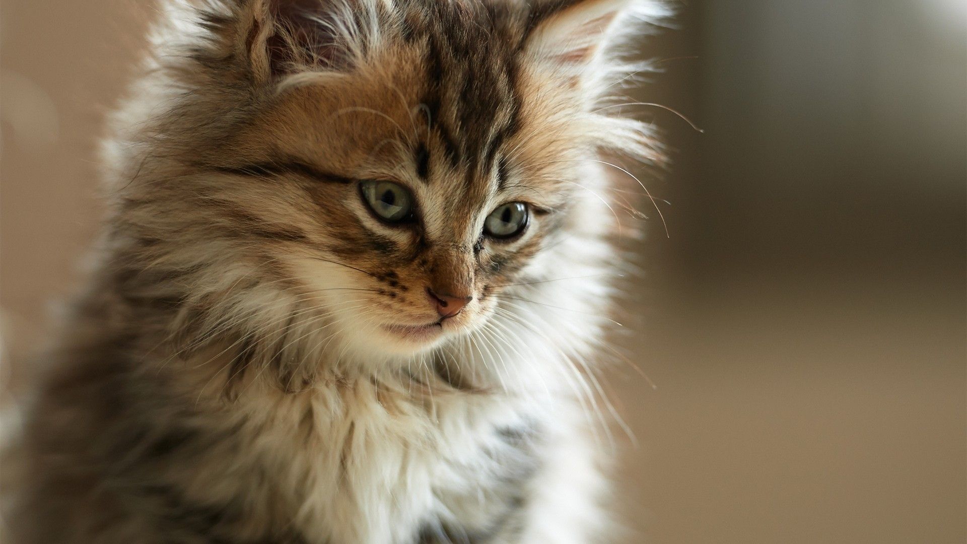 Home Remedies for Cat Allergies