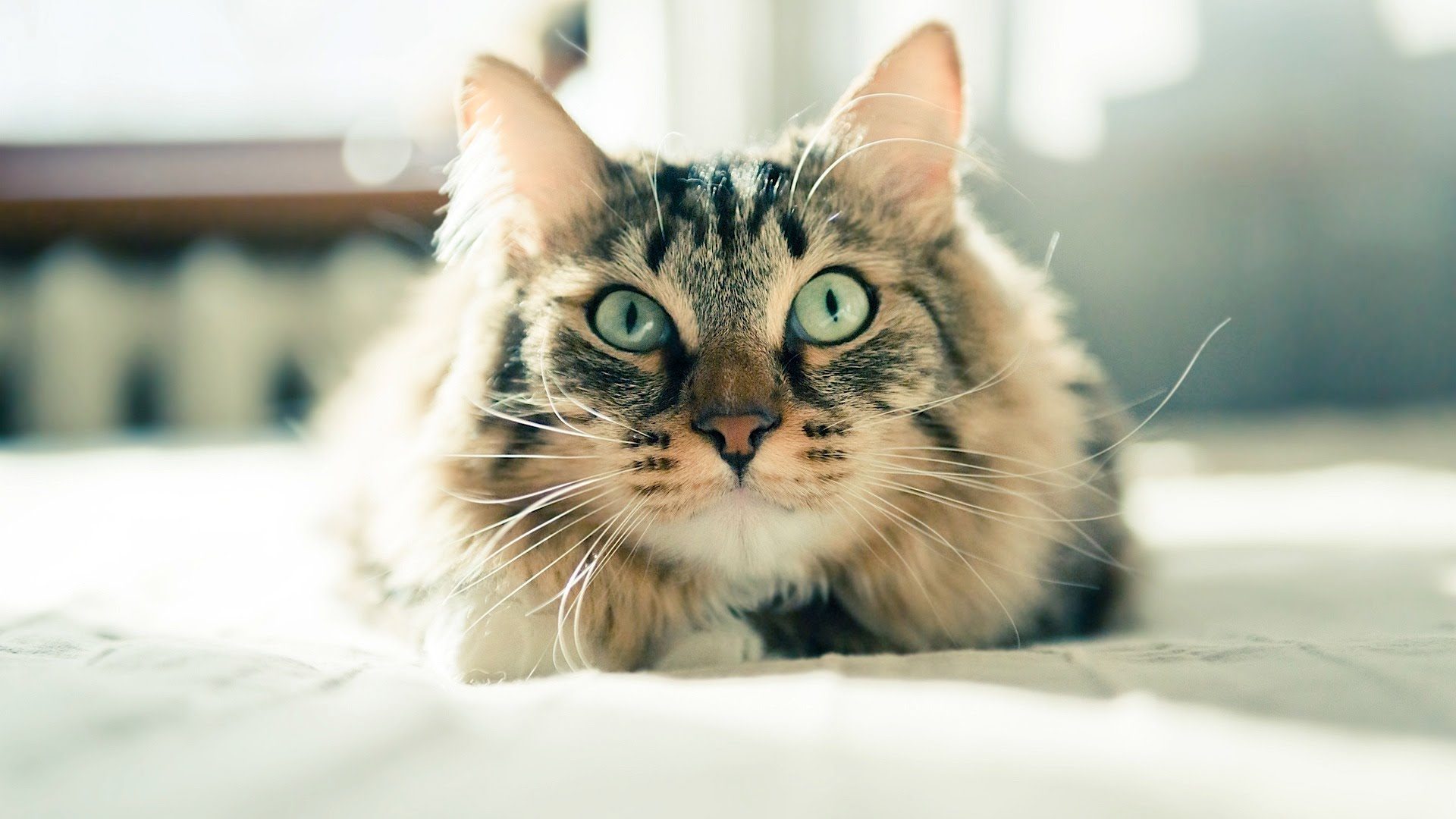 Cat Food Allergies and Managing Them