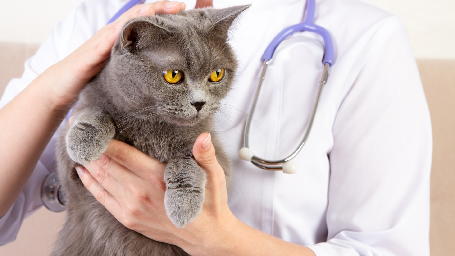 Food Allergies in Cats and Solutions to Them