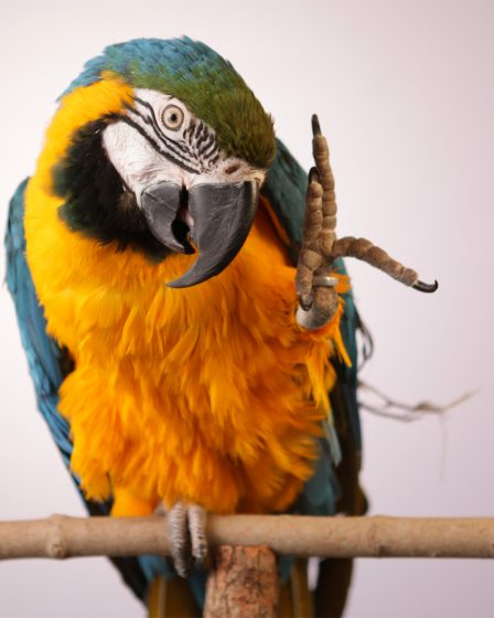 Parrot Adoption