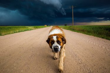 Protect Your Dog in Natural Disasters