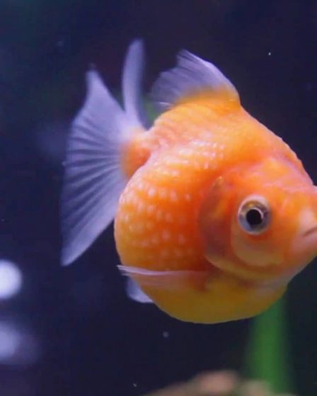 Moving Your Goldfish
