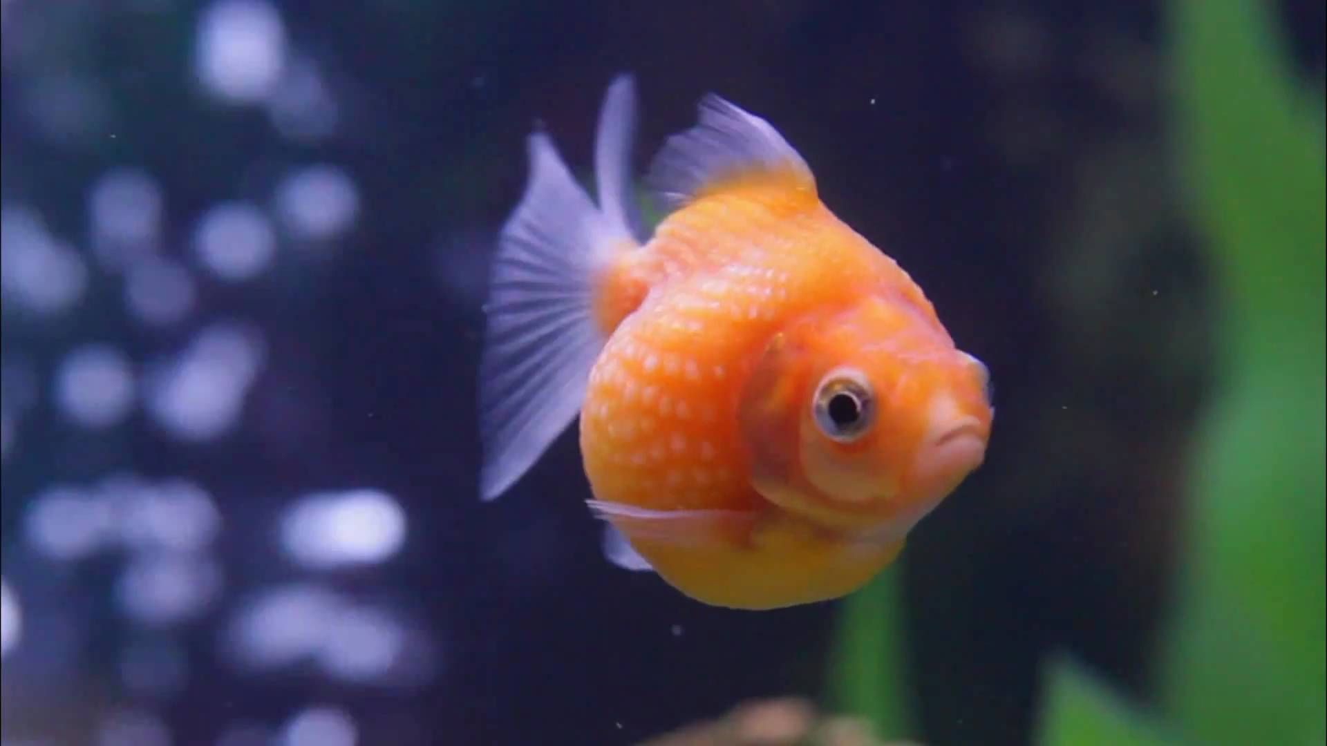 Moving Your Goldfish from a Tank to a Bowl