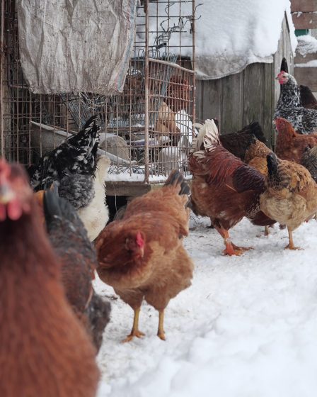 Prepare Your Chickens for Winter