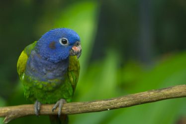Blue Headed Pionus Parrot
