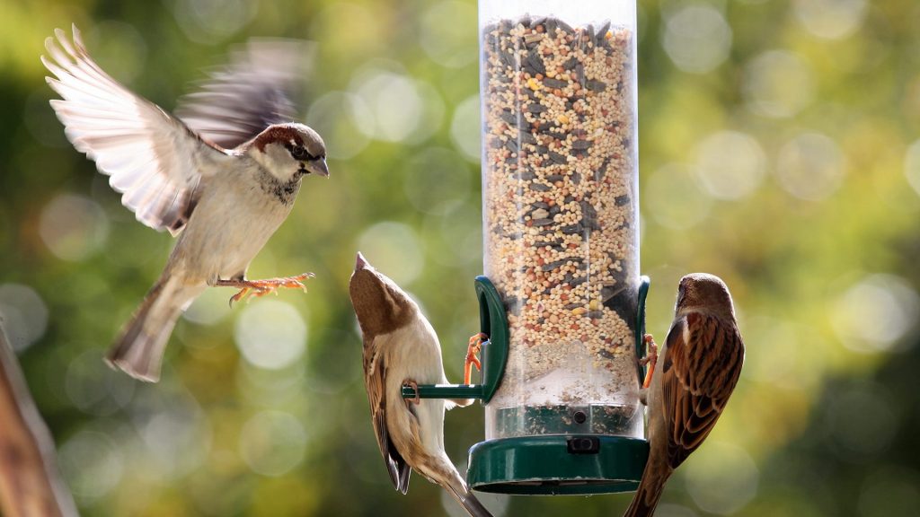 Can Birds Eat Human Food? Yes and No ⋆ One Source Pets