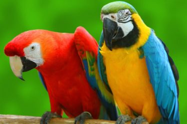 Gifts for Parrot Owners