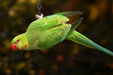 Parakeet Bird
