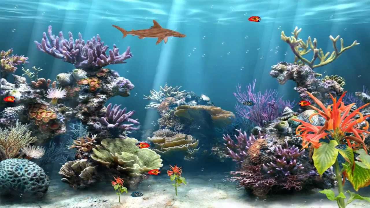 best fish tanks 3