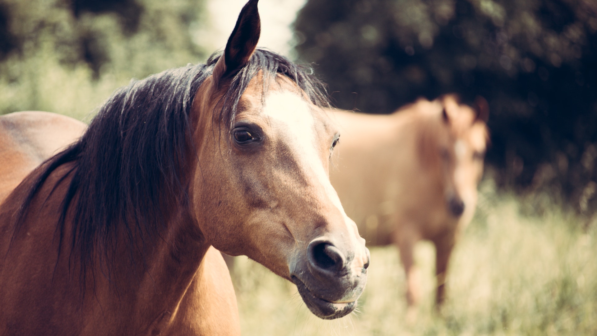 Horse Facts You Probably Didn't Know