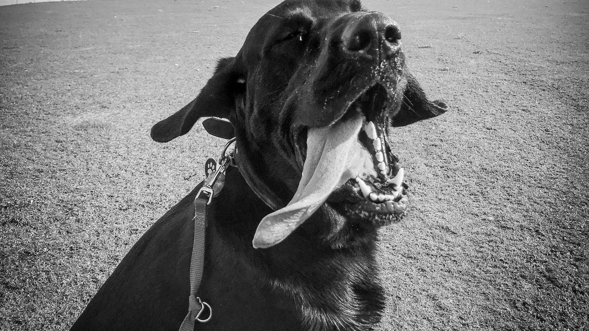Bloodhound Dog Characteristics