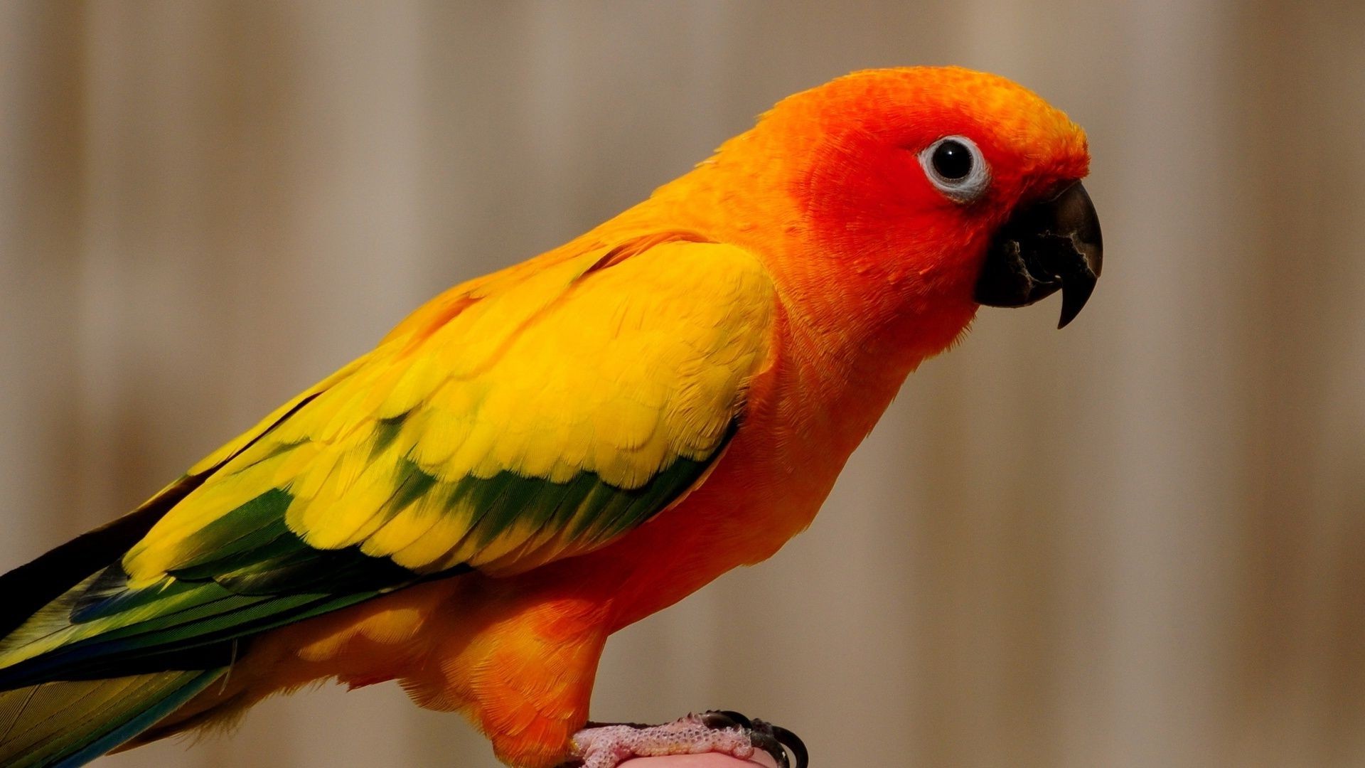 Pet Birds That Are Great for Everyone