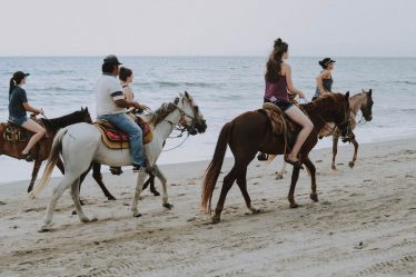 Types of Horses for Riding