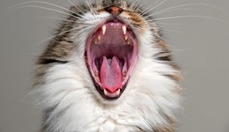 Why Your Cat Bites