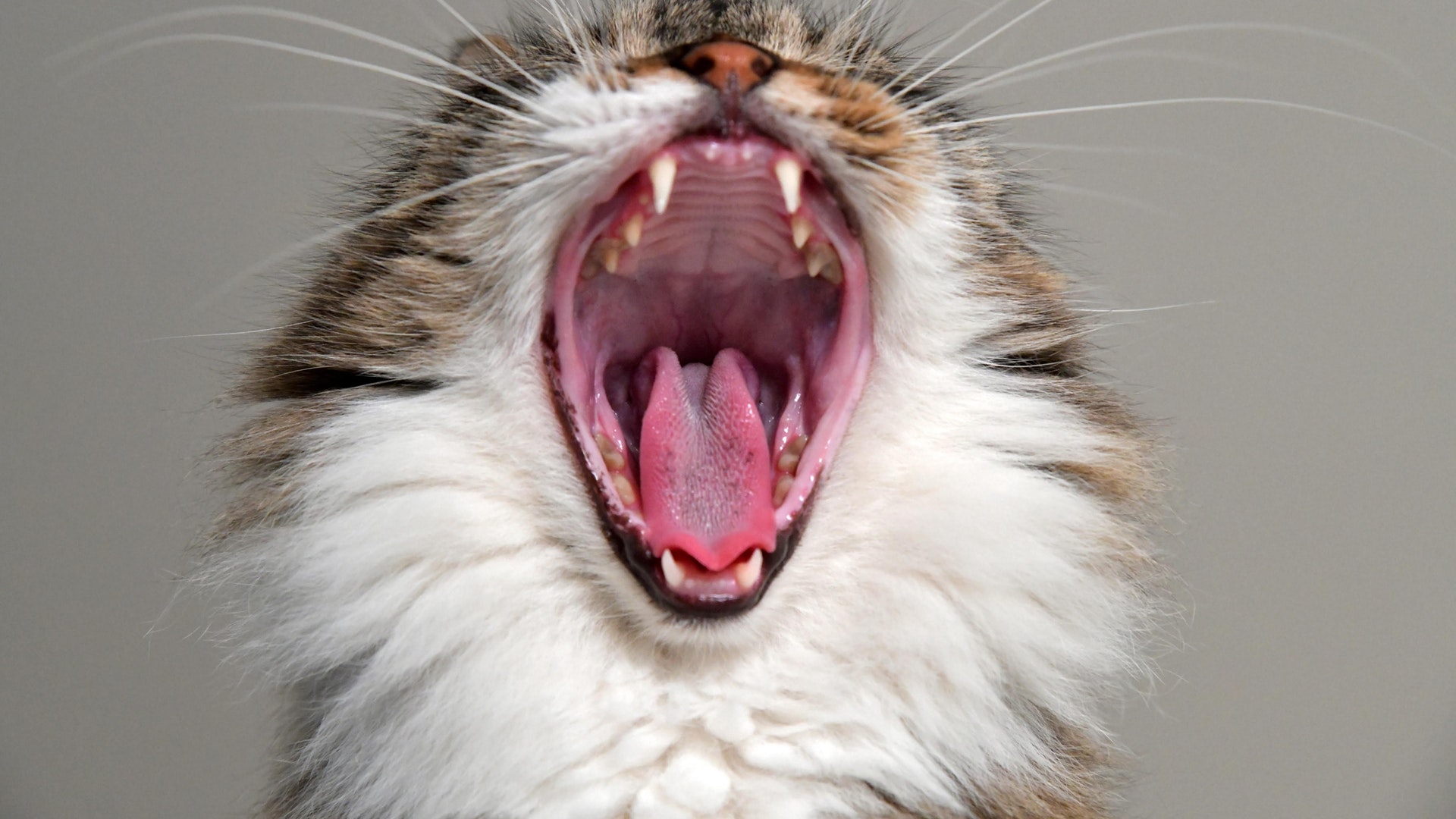 Here's Why Your Cat Bites You