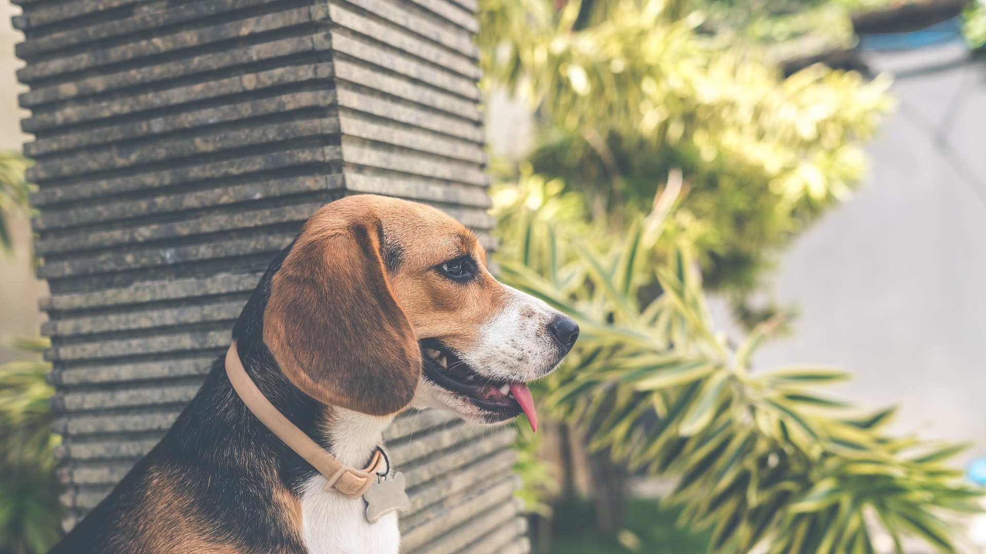 Beagle Dog Characteristics & History