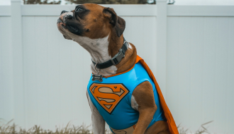 Best Halloween Costumes for Dogs