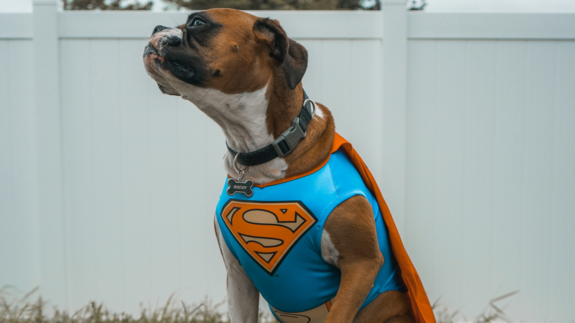 Best Halloween Costumes for Dogs